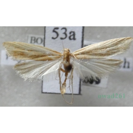 Helcystogramma rufescens (Haworth, 1828) Czech53a